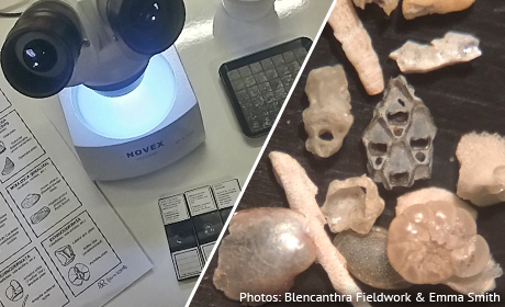 Microfossils workshop at the NHM